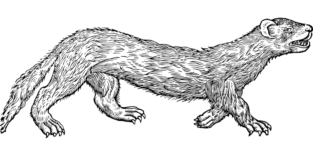 engraving of a ferret