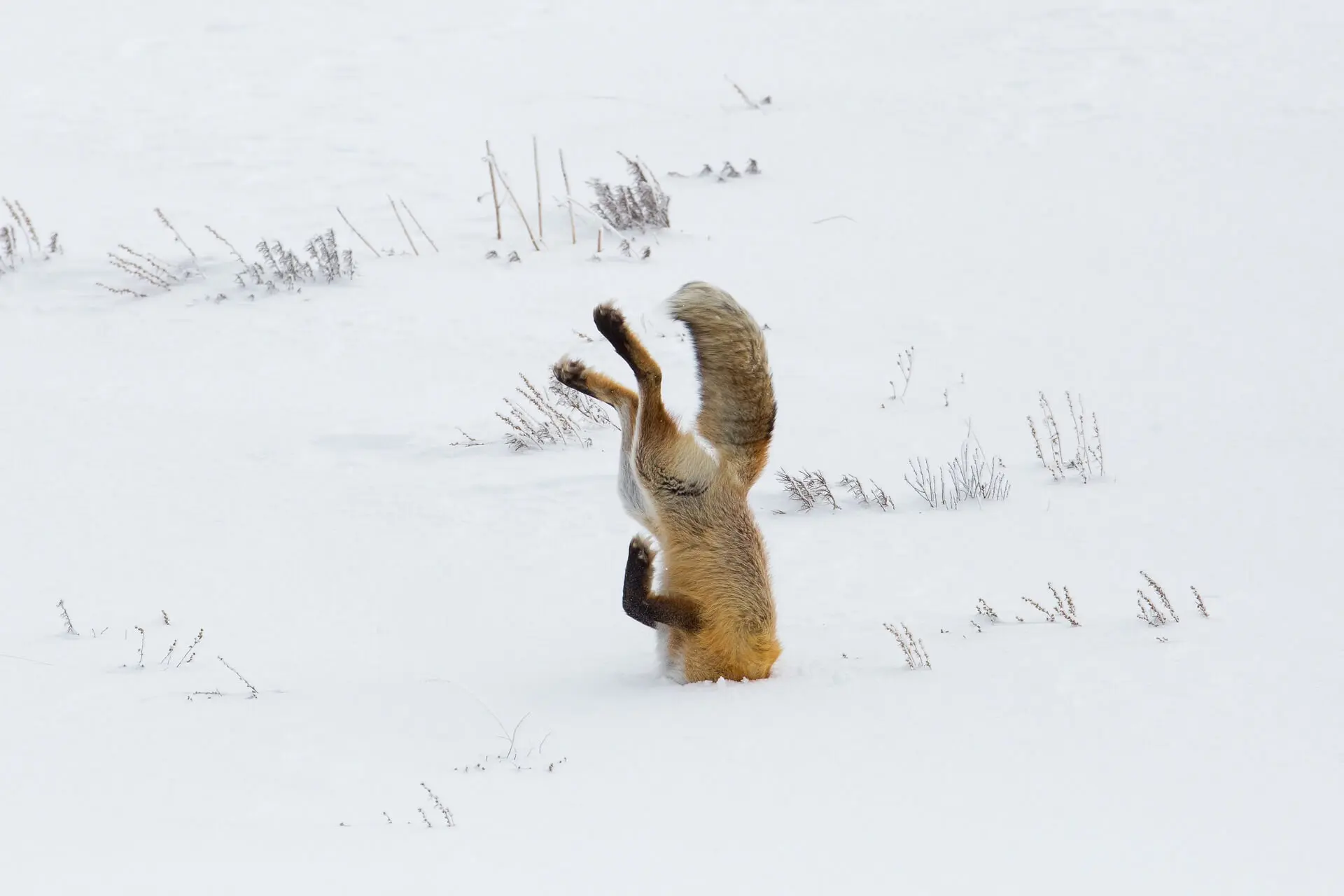 A fox diving in the snow